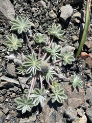 Lupinus constancei