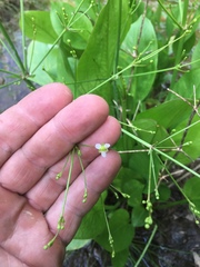 Alisma subcordatum