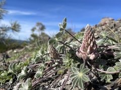 Lupinus constancei