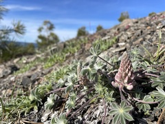 Lupinus constancei