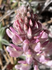 Lupinus constancei