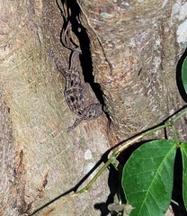 Gonatodes albogularis