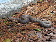 Trimeresurus gracilis