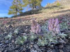 Lupinus constancei
