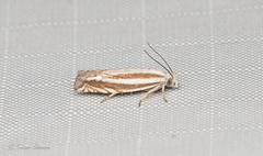 Eucosma striatana
