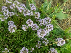 Thymus dzevanovskyi