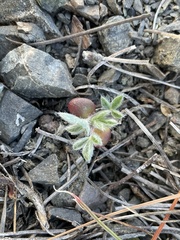 Lupinus constancei