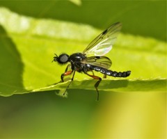 Bibio xanthopus