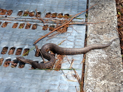 Trimeresurus gracilis