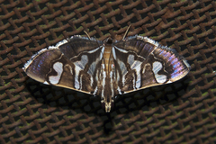 Chabula telphusalis