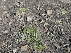 Lupinus constancei