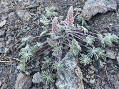 Lupinus constancei