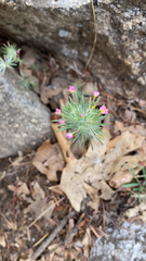 Leptosiphon ciliatus
