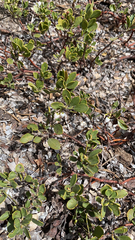 Arctostaphylos nevadensis