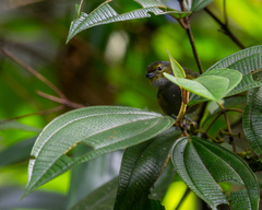 Euphonia pectoralis