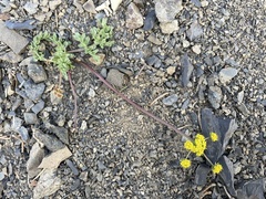 Lomatium ciliolatum