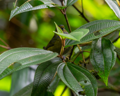 Euphonia pectoralis