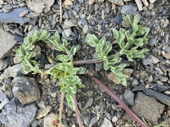 Lomatium ciliolatum