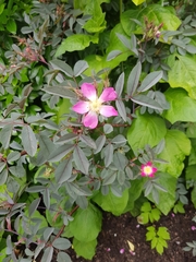 Rosa glauca