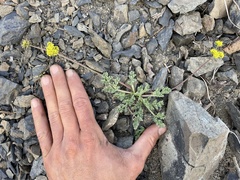 Lomatium ciliolatum