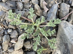 Lomatium ciliolatum