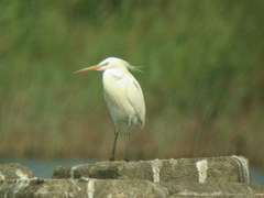 Egretta eulophotes