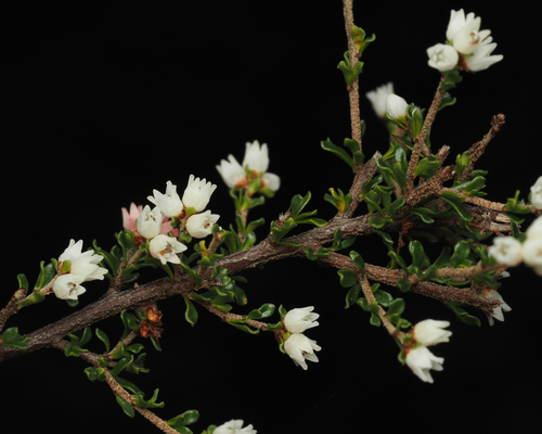 How to identify Cryptandra amara Sm.