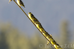 Chloris spinoides