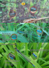 Paracercion hieroglyphicum