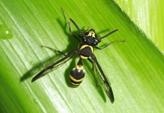 Polybia occidentalis