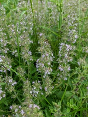 Thymus dzevanovskyi