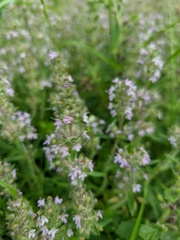 Thymus dzevanovskyi