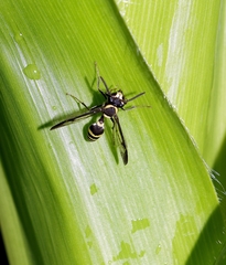 Polybia occidentalis