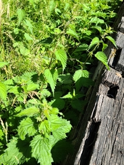 Urtica dioica