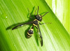 Polybia occidentalis