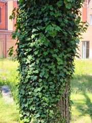 Hedera helix