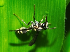Polybia occidentalis