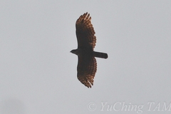 Nisaetus nipalensis