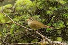 Phylloscopus magnirostris