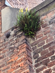 Asplenium trichomanes