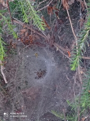 Araneae