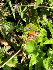 Coccinella septempunctata