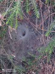 Araneae