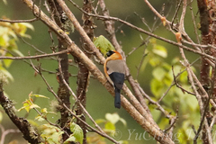 Pyrrhula erythrocephala