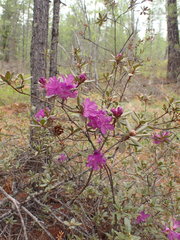 Rhododendron parvifolium