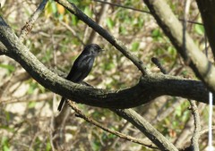 Melaenornis pammelaina ater