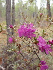Rhododendron parvifolium