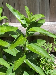 Asclepias syriaca