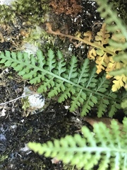 Asplenium fontanum
