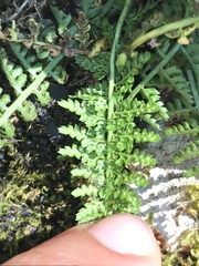 Asplenium fontanum